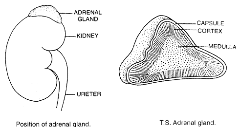 655_adrenal gland.png